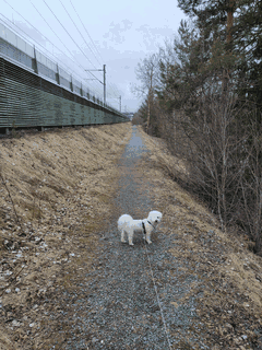 A trail next to the railway. A dog looks at the photographer. The dog is connected with a leash that the photographer holds.